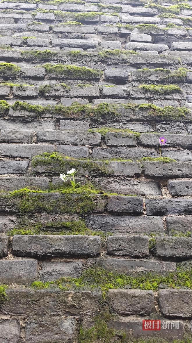 地长蘑菇大雁塔受潮城墙布满青苔气象局解释成因冰球突破豪华版app西安连续一个多月降雨遍(图4) 地长蘑菇大雁塔受潮城墙布满青苔气象局解释成因冰球突破豪华版app西安连续一个多月降雨遍(图4)