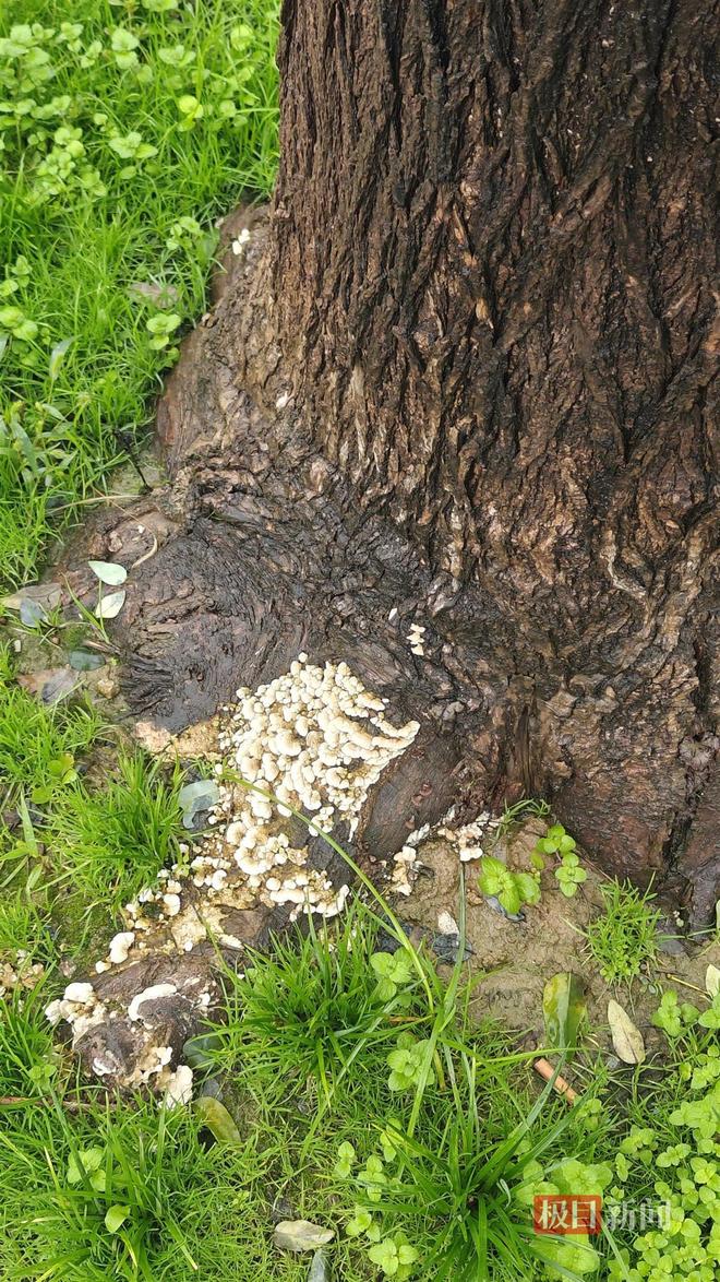 地长蘑菇大雁塔受潮城墙布满青苔气象局解释成因冰球突破豪华版app西安连续一个多月降雨遍(图5) 地长蘑菇大雁塔受潮城墙布满青苔气象局解释成因冰球突破豪华版app西安连续一个多月降雨遍(图5)